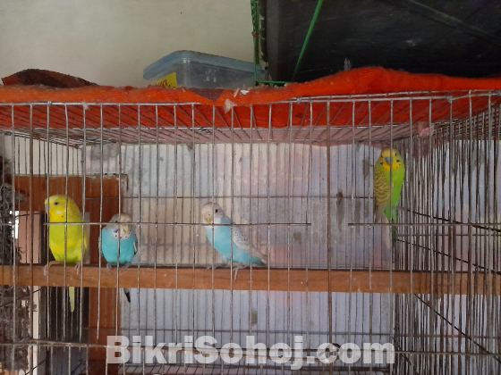 দুই জোড়া রানিং ক্লাসিক বাজরিগার